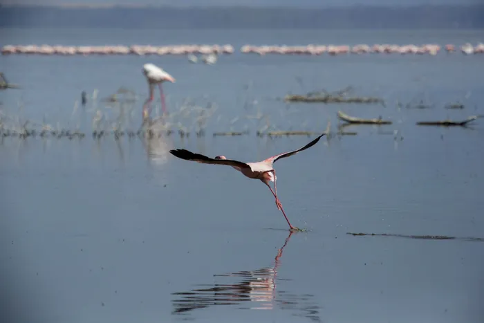 A flamingo at Lake Nakuru