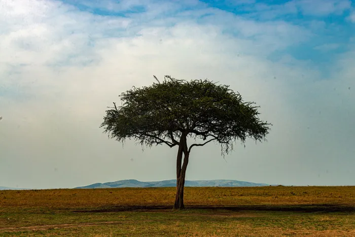 An acacia in the Maasai Mara